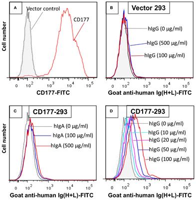 CD177 is a novel IgG Fc receptor and CD177 genetic variants affect IgG-mediated function